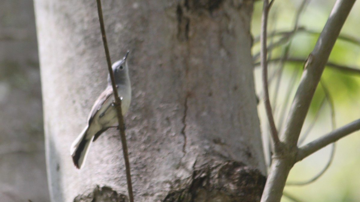 Blue-gray Gnatcatcher - ML236155491