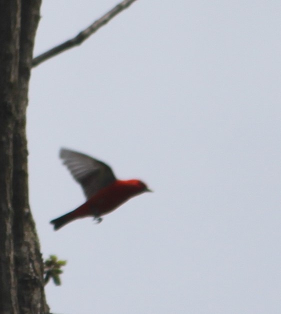 Scarlet Tanager - ML236155631