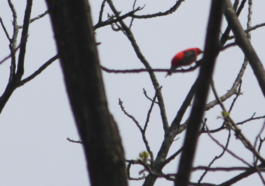Scarlet Tanager - ML236155641