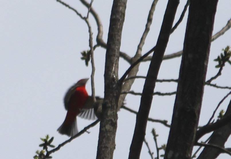 Scarlet Tanager - ML236155651