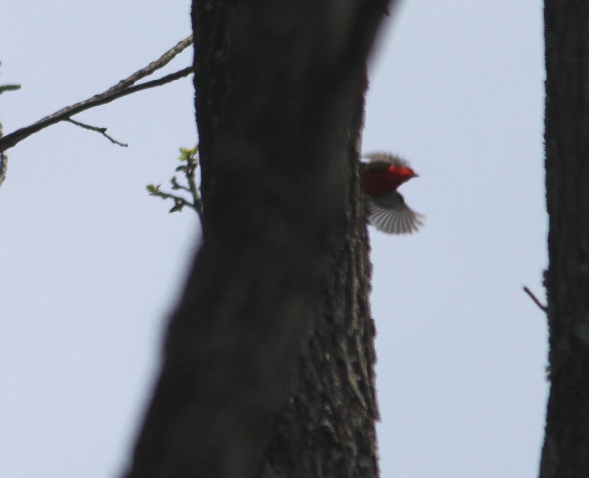 Scarlet Tanager - ML236155661