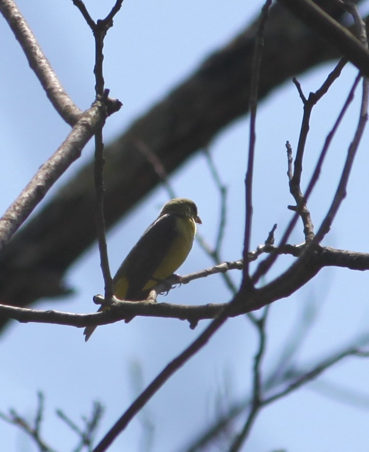 Scarlet Tanager - ML236155831