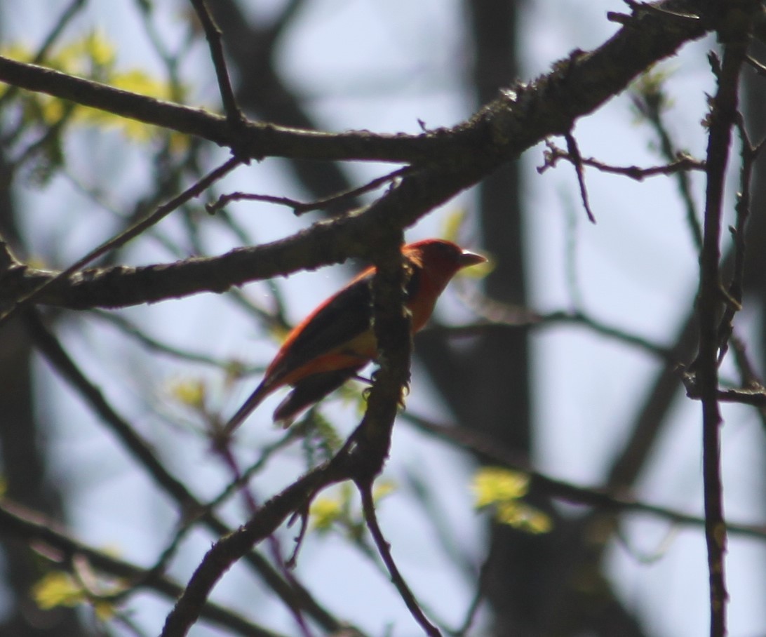 Scarlet Tanager - ML236155841