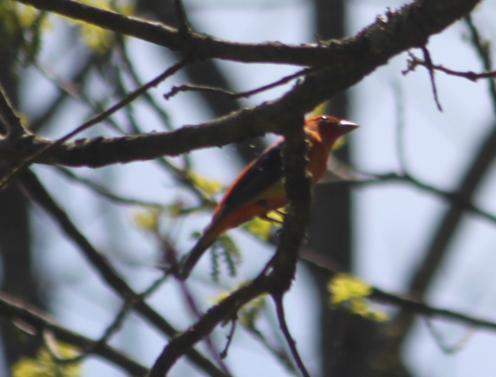 Scarlet Tanager - ML236155851