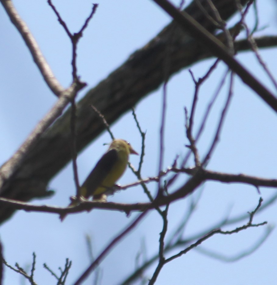 Scarlet Tanager - ML236155861