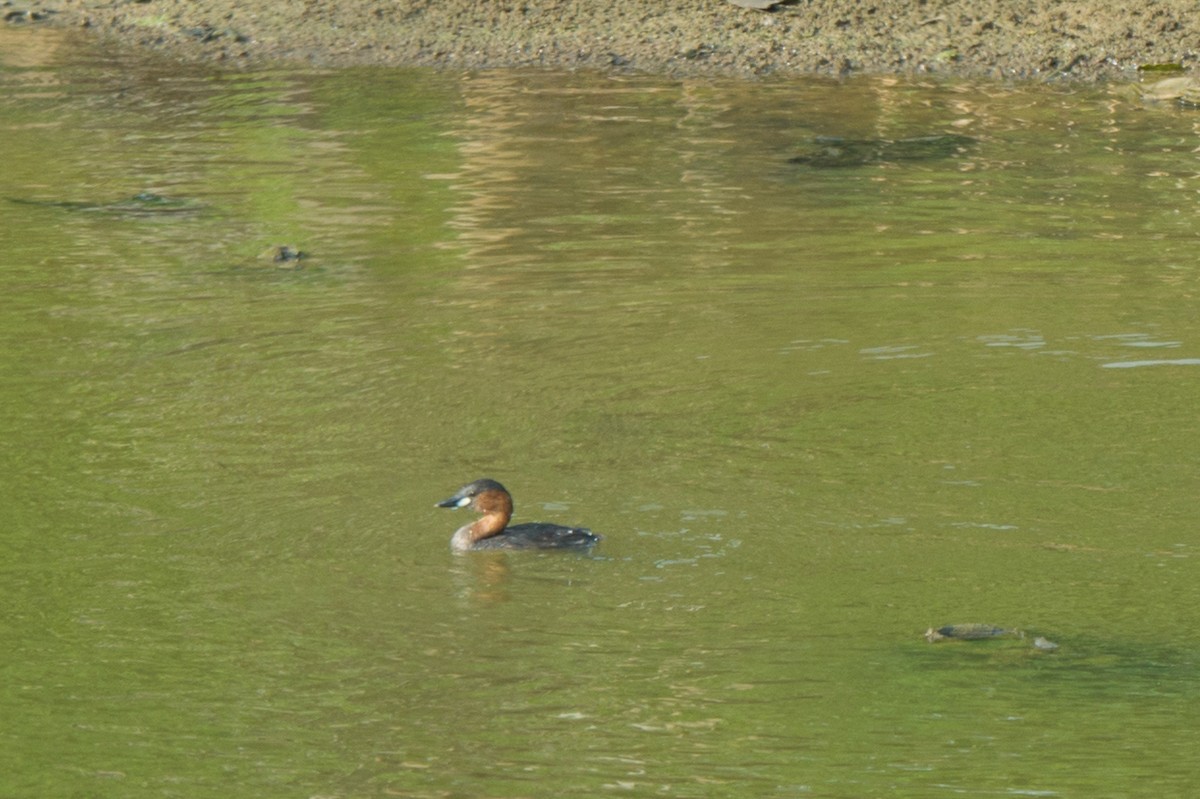 Little Grebe - ML236156201