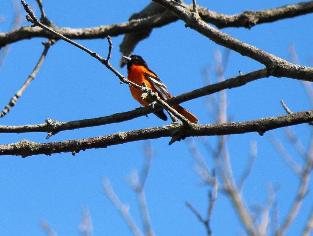 Baltimore Oriole - Teresa Schimizzi