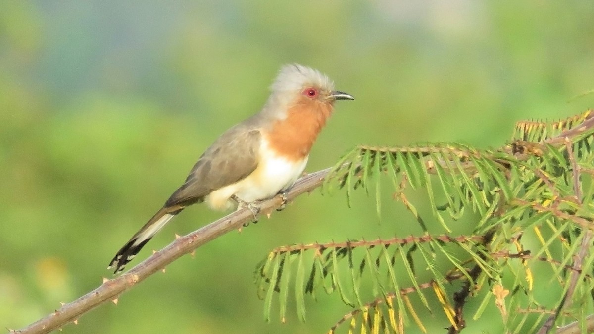 Dwarf Cuckoo - ML236156851