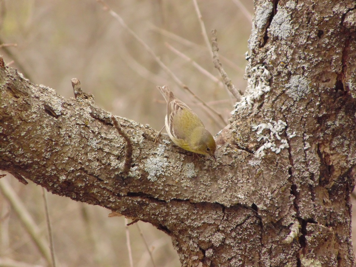 Pine Warbler - ML236160361