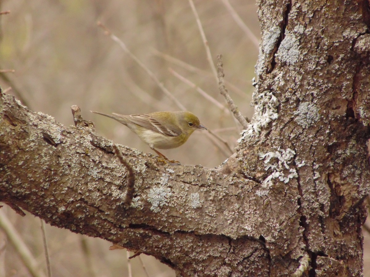 Pine Warbler - ML236160401