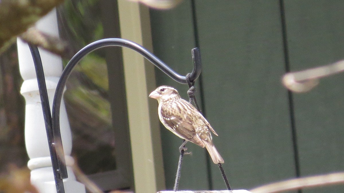 Rose-breasted Grosbeak - ML236161031