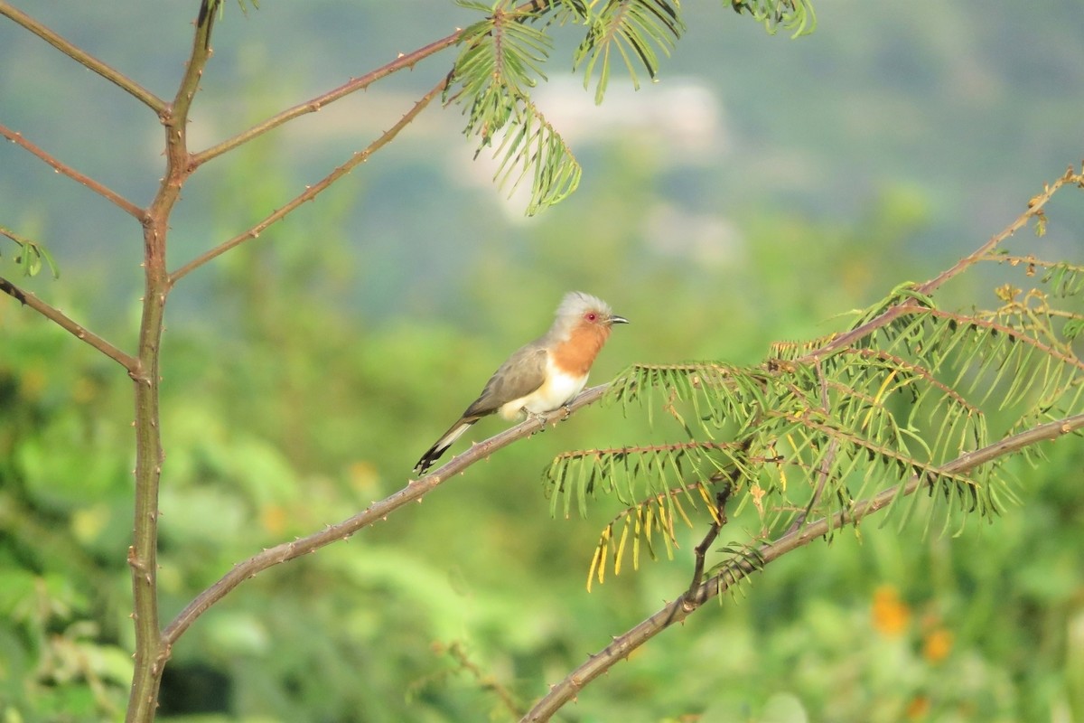 Dwarf Cuckoo - ML236161321