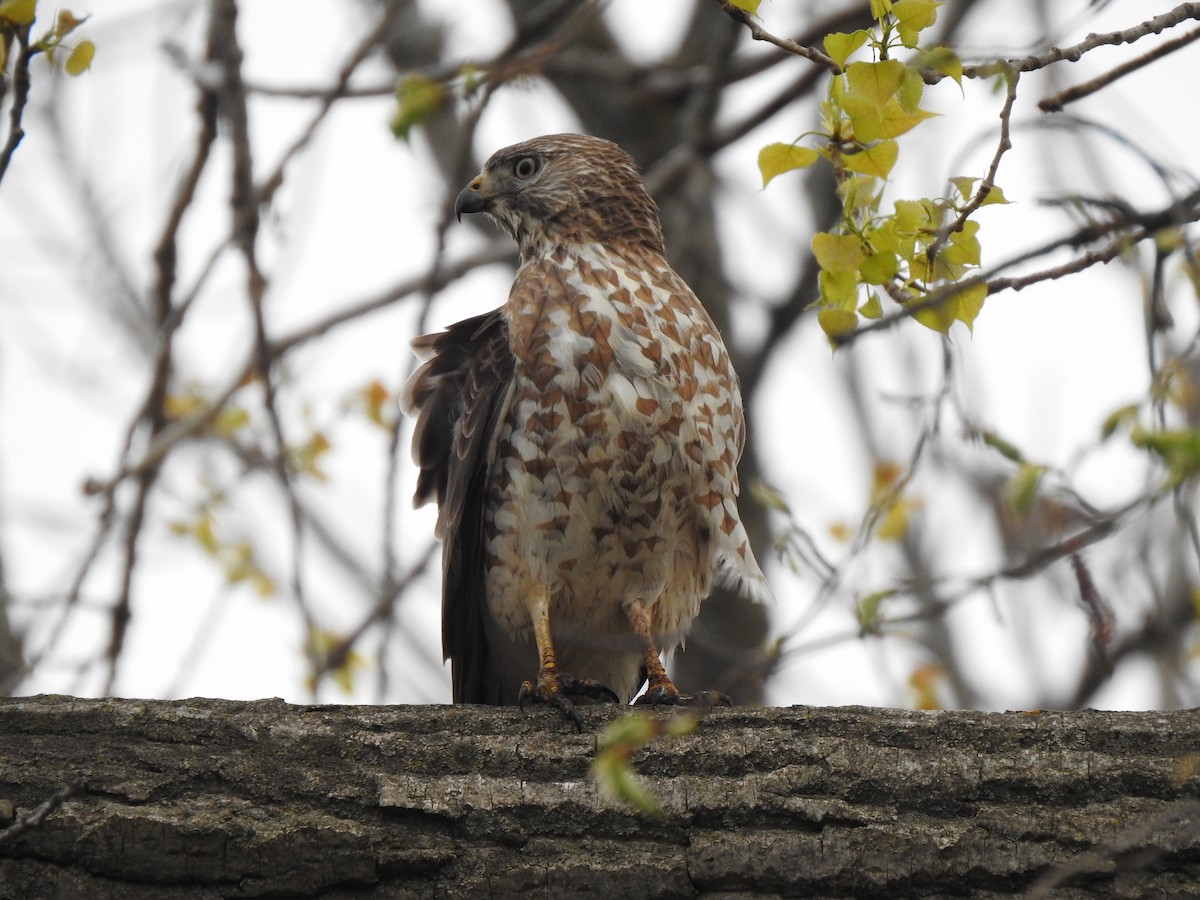 Broad-winged Hawk - ML236163231