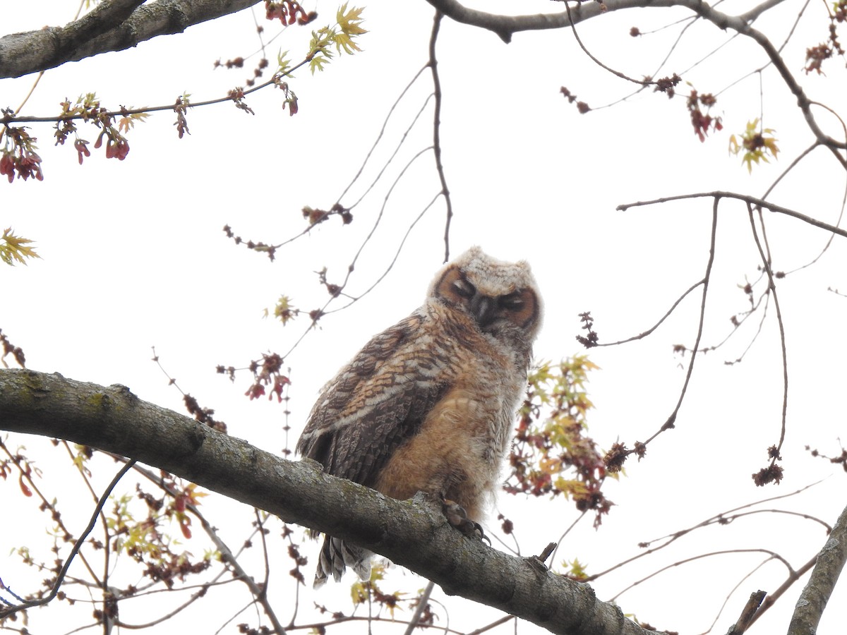 Great Horned Owl - ML236163361
