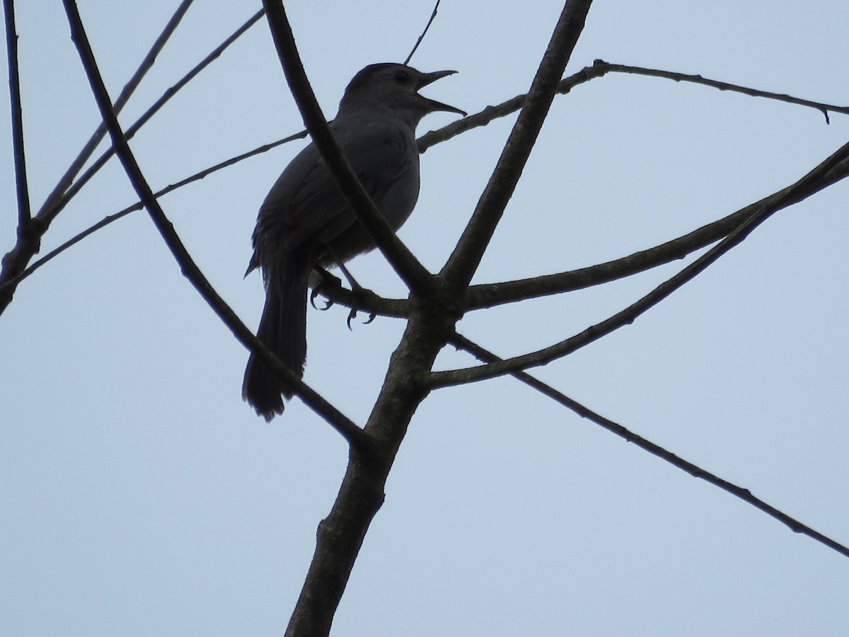 Gray Catbird - ML236165881