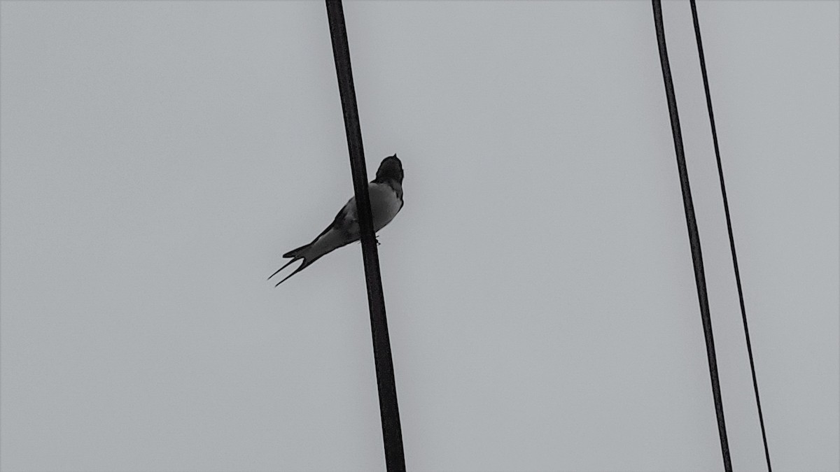 Barn Swallow - jason wu