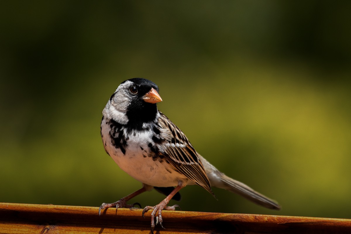 Harris's Sparrow - ML236174001