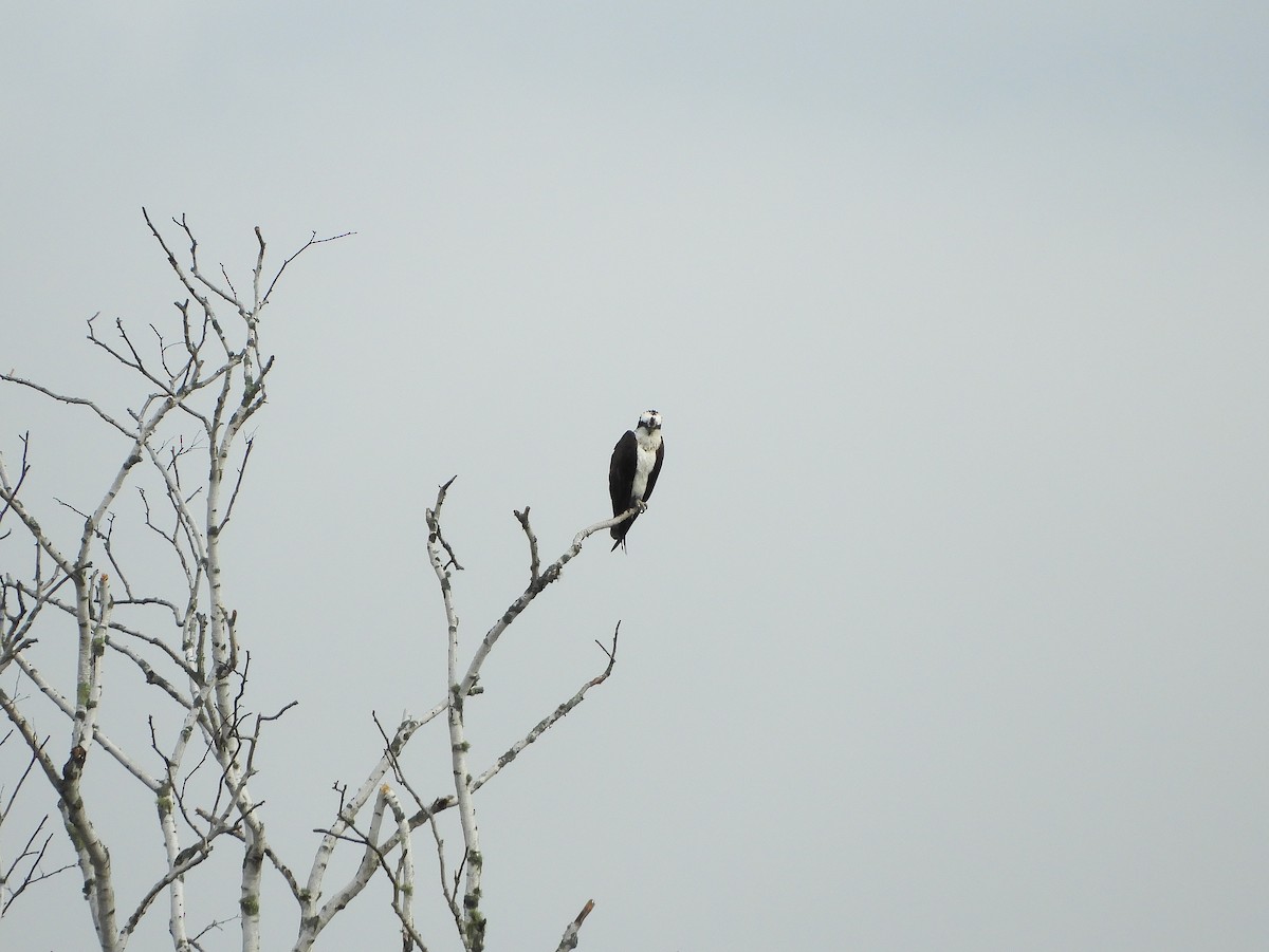 Águila Pescadora - ML236174111