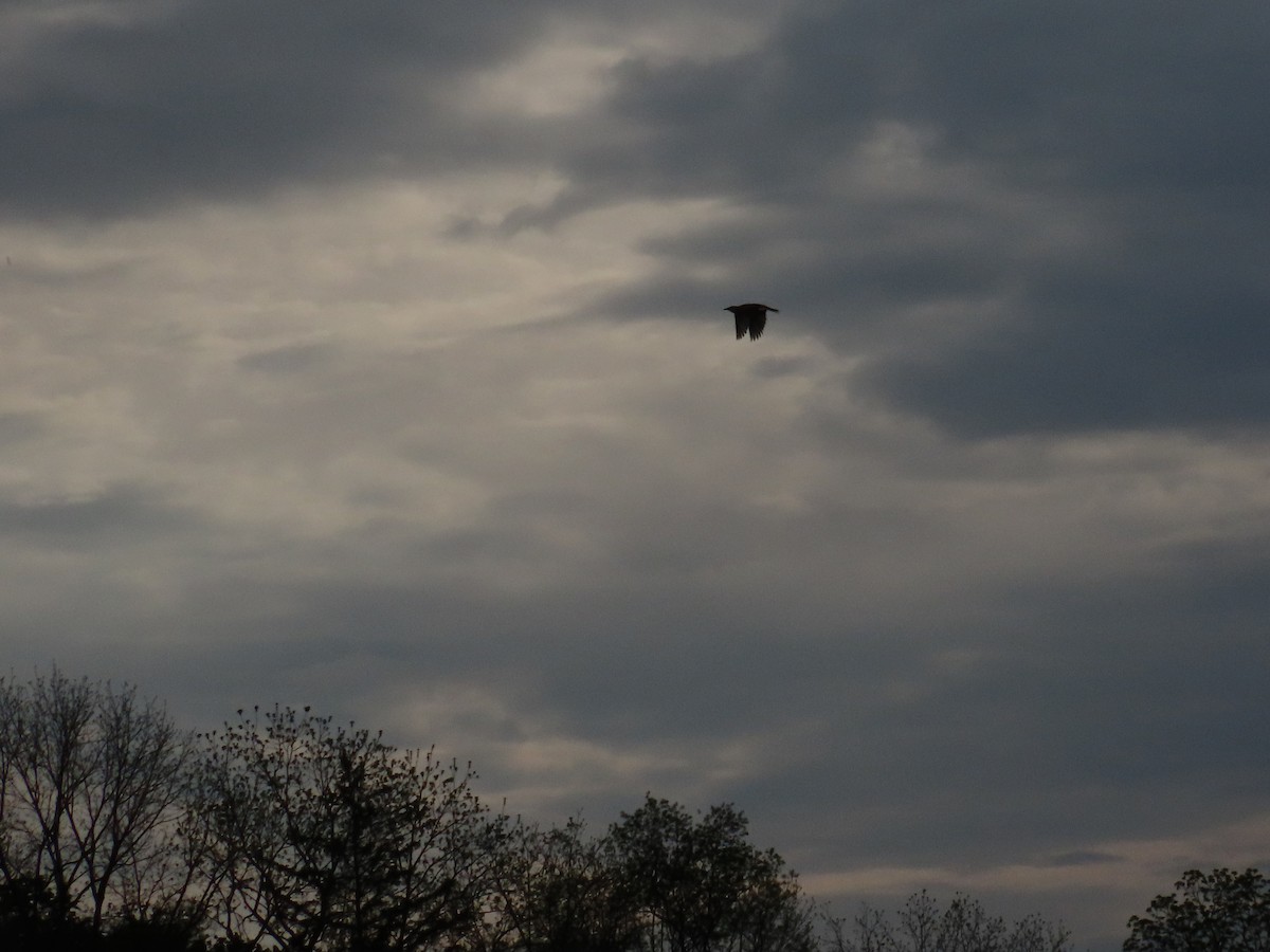 Eastern Meadowlark - ML236174921