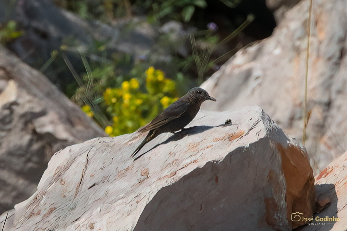 Blue Rock-Thrush - ML236175331