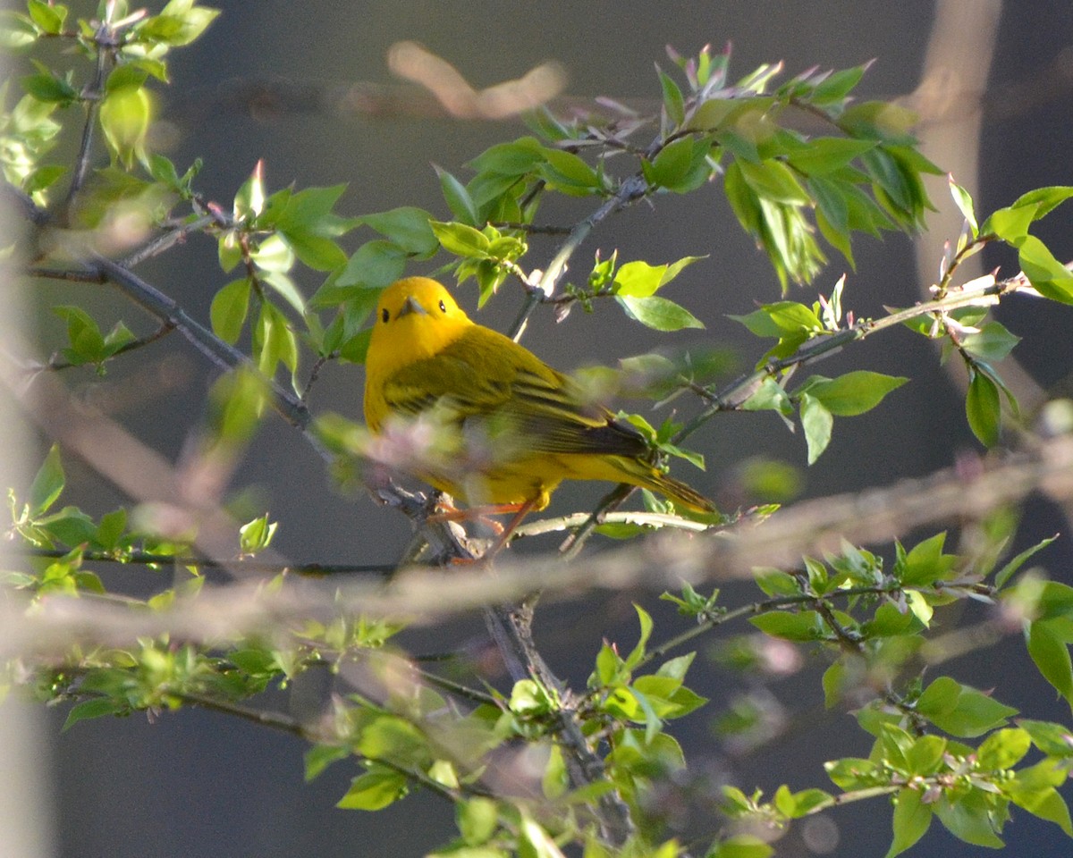 Yellow Warbler - Linnet Tse