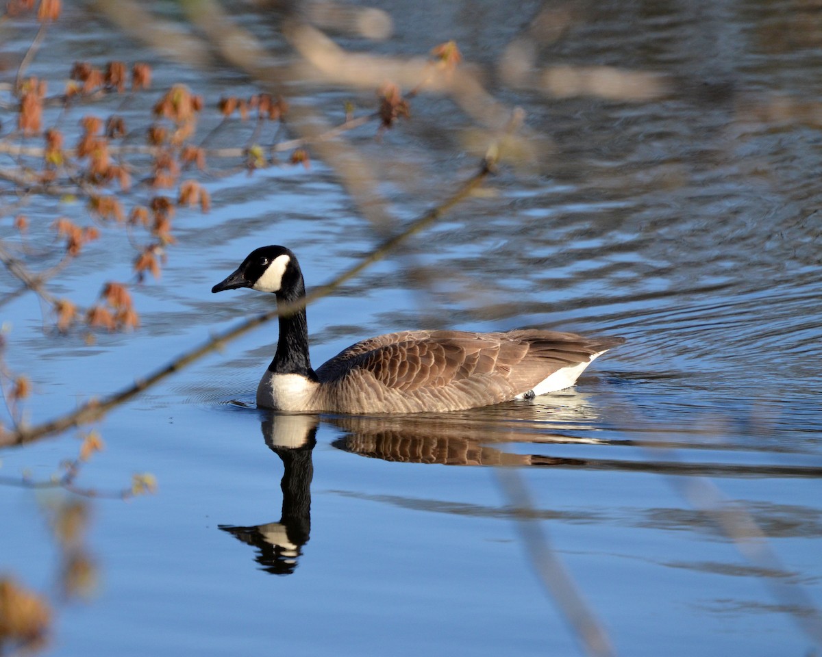 Canada Goose - ML236175571