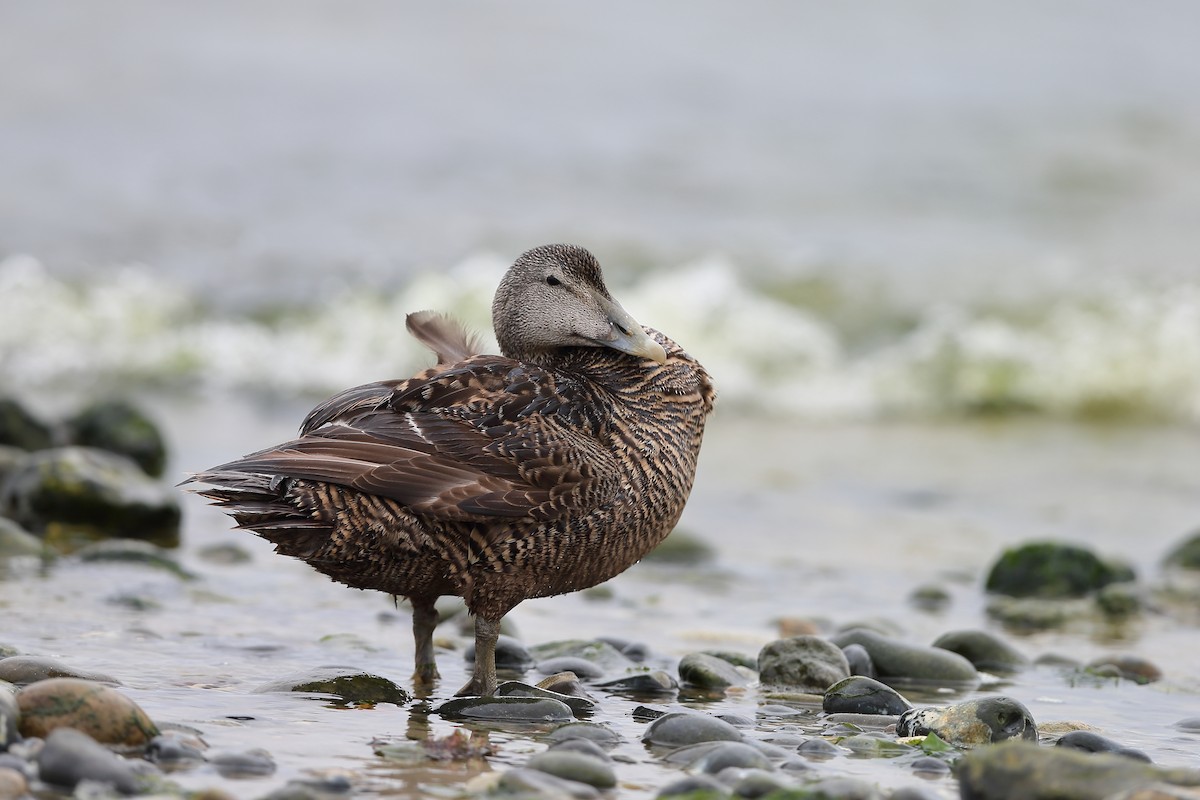 Common Eider - ML236175861