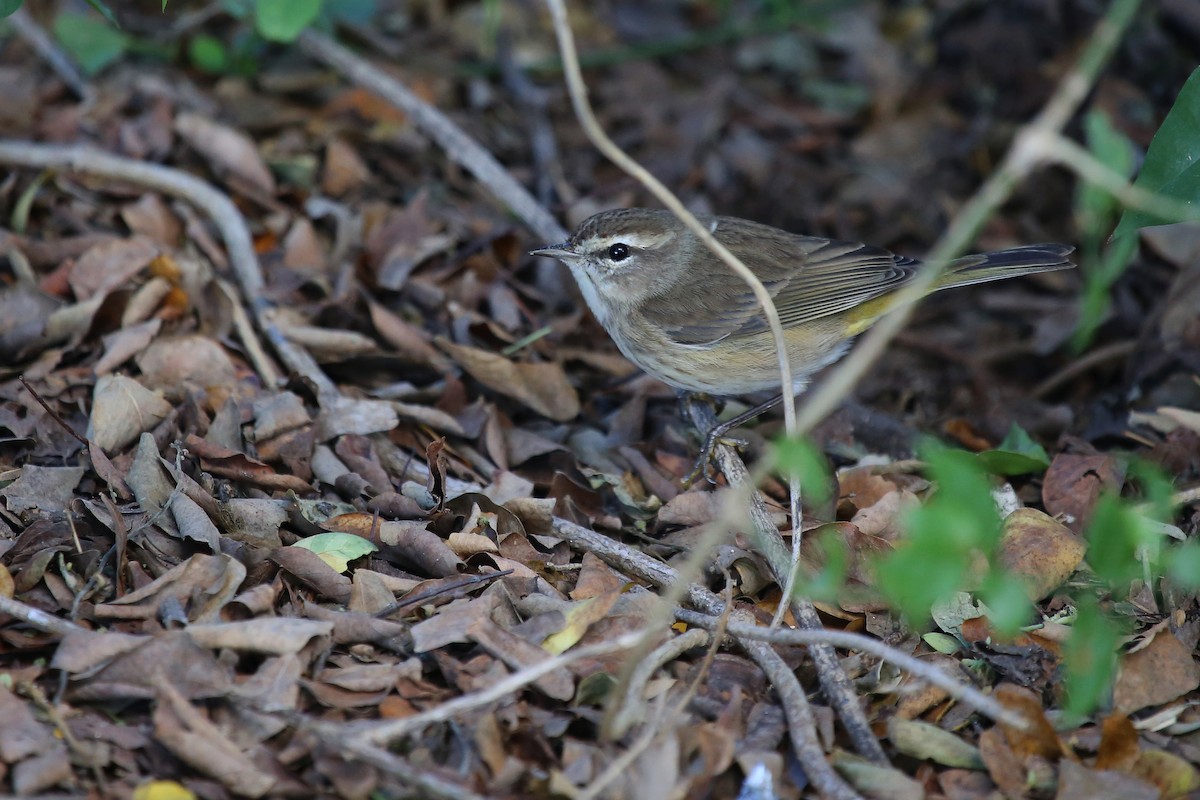 Palm Warbler (Western) - ML236177561