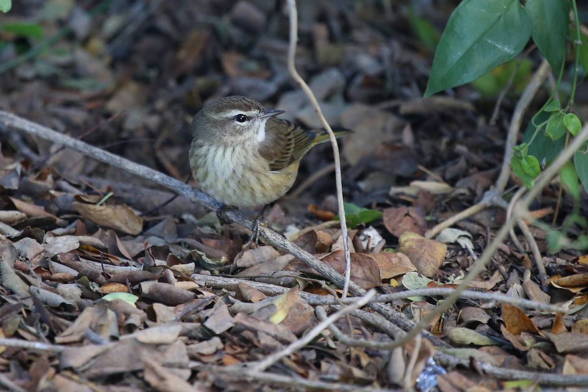 Palm Warbler (Western) - ML236177621