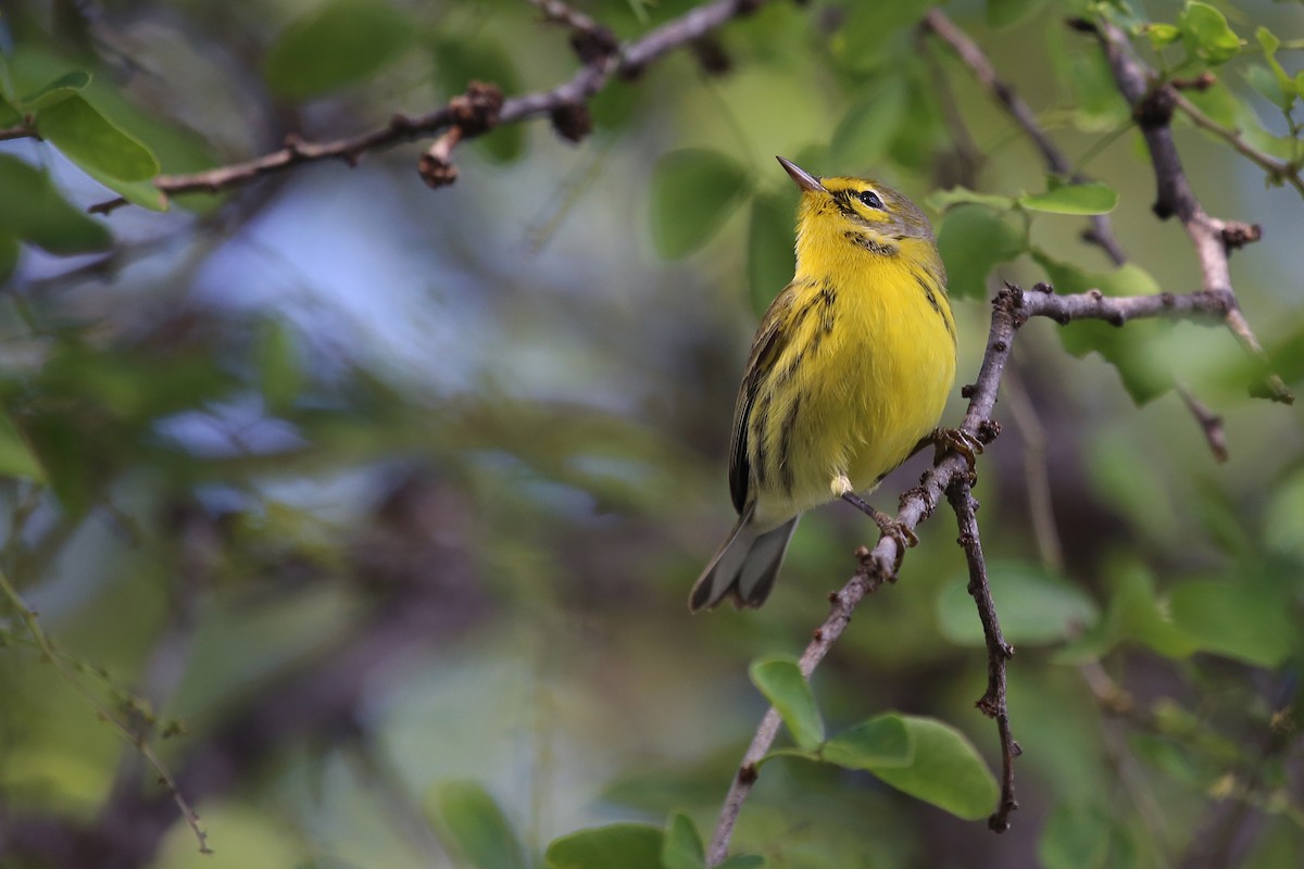 Prairie Warbler - ML236177691