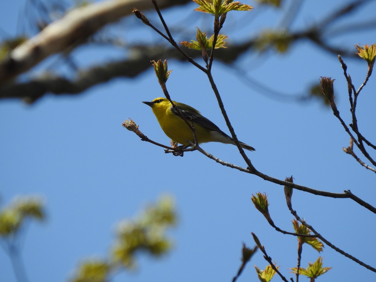 Blue-winged Warbler - ML236177831