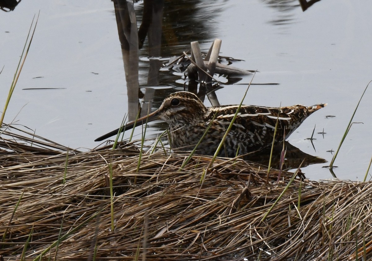 Wilson's Snipe - ML236178631
