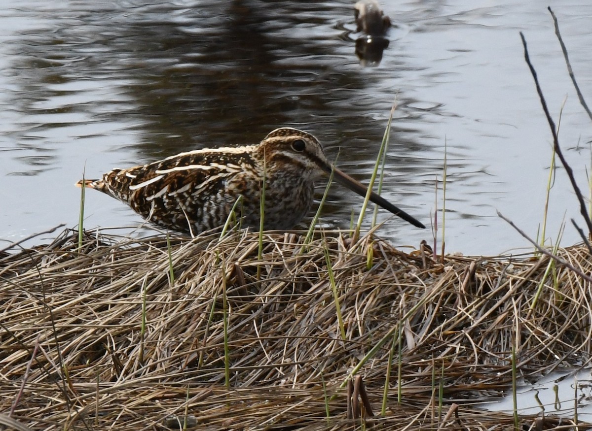 Wilson's Snipe - ML236178661