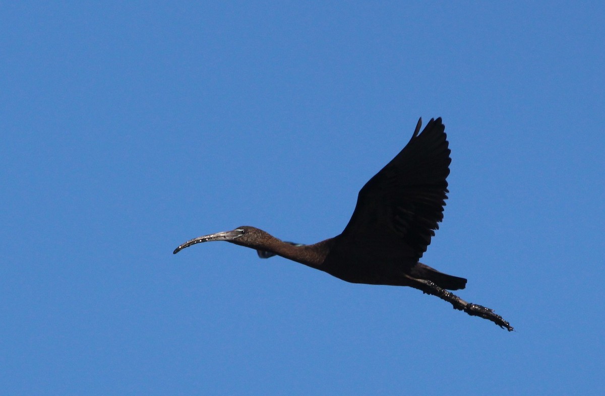 ibis hnědý - ML236179131