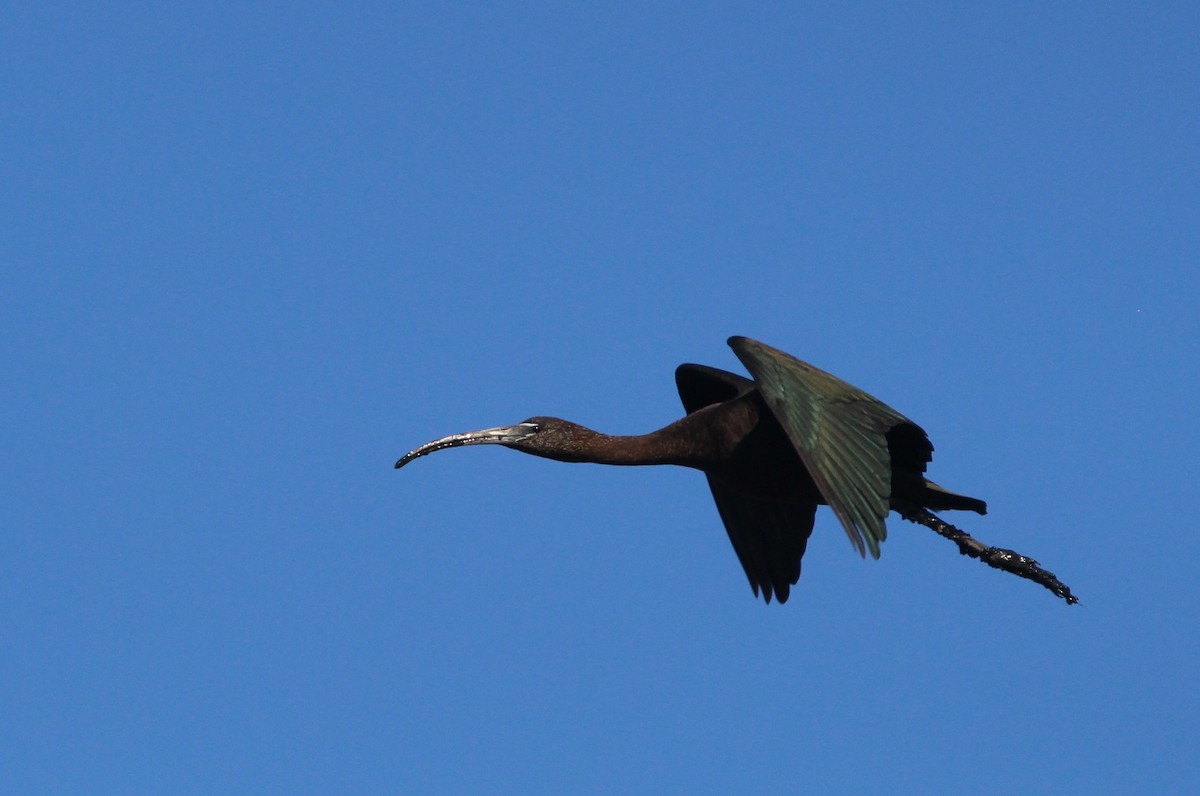 Glossy Ibis - Nelson Fonseca