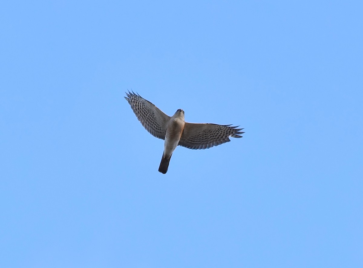 Japanese Sparrowhawk - ML236179551