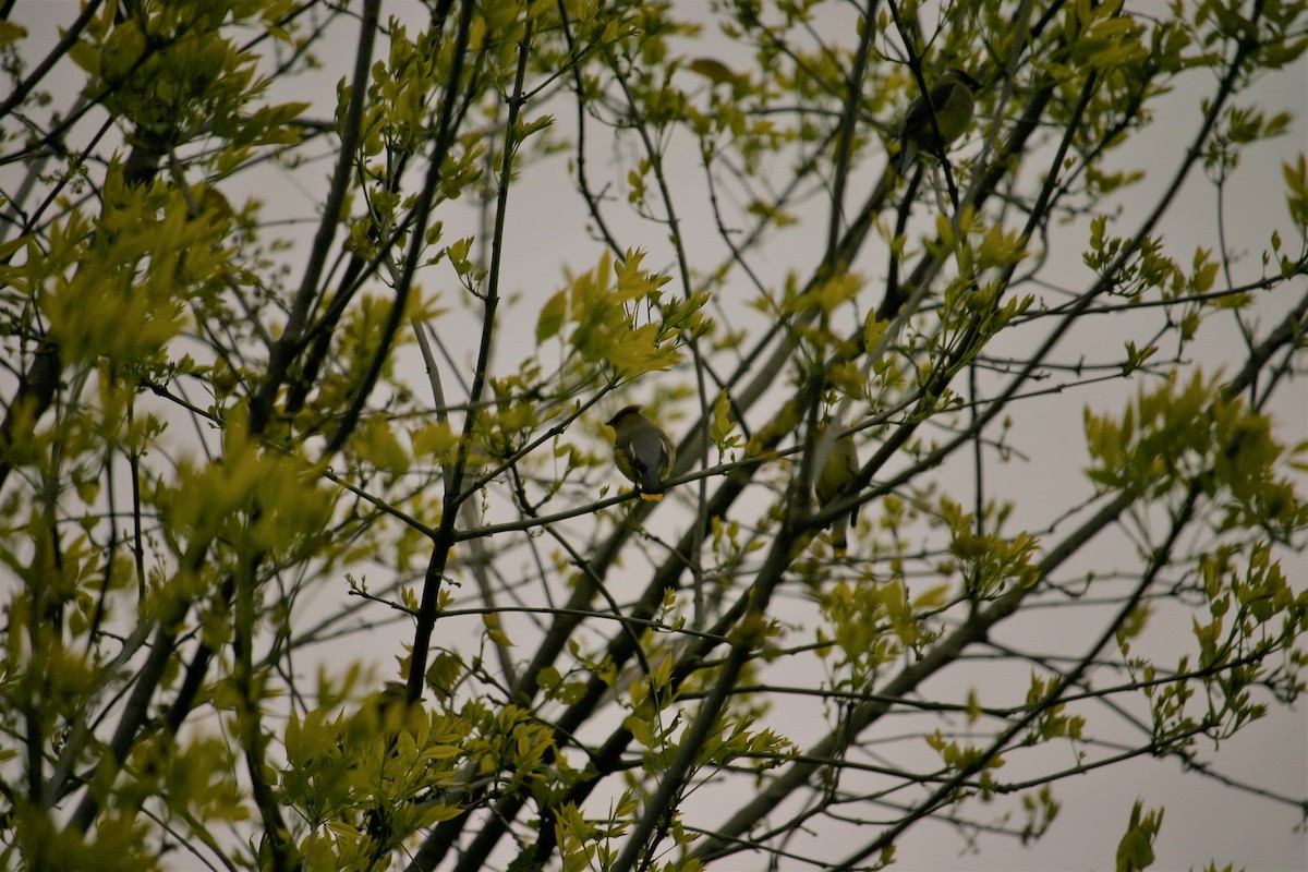 Cedar Waxwing - ML236179801