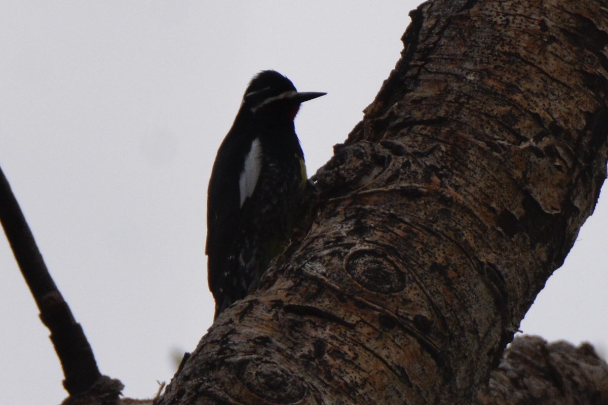Williamson's Sapsucker - ML236181541