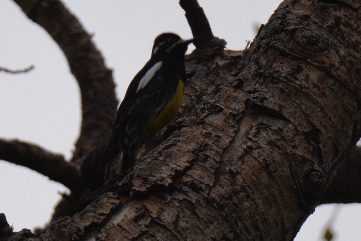 Williamson's Sapsucker - ML236181551