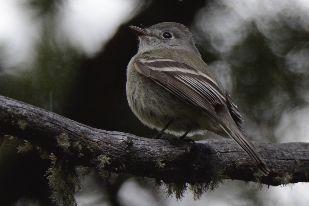 Hammond's Flycatcher - ML236181881