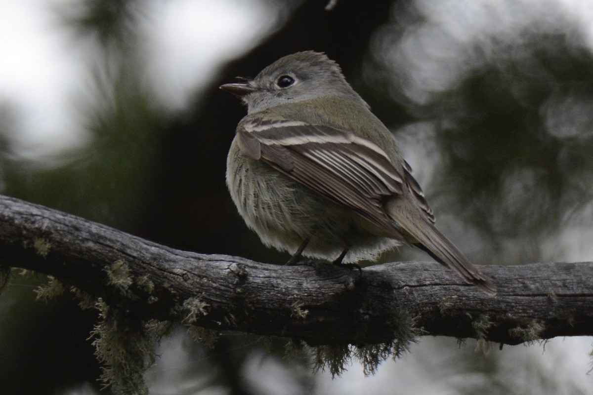 Hammond's Flycatcher - ML236181891