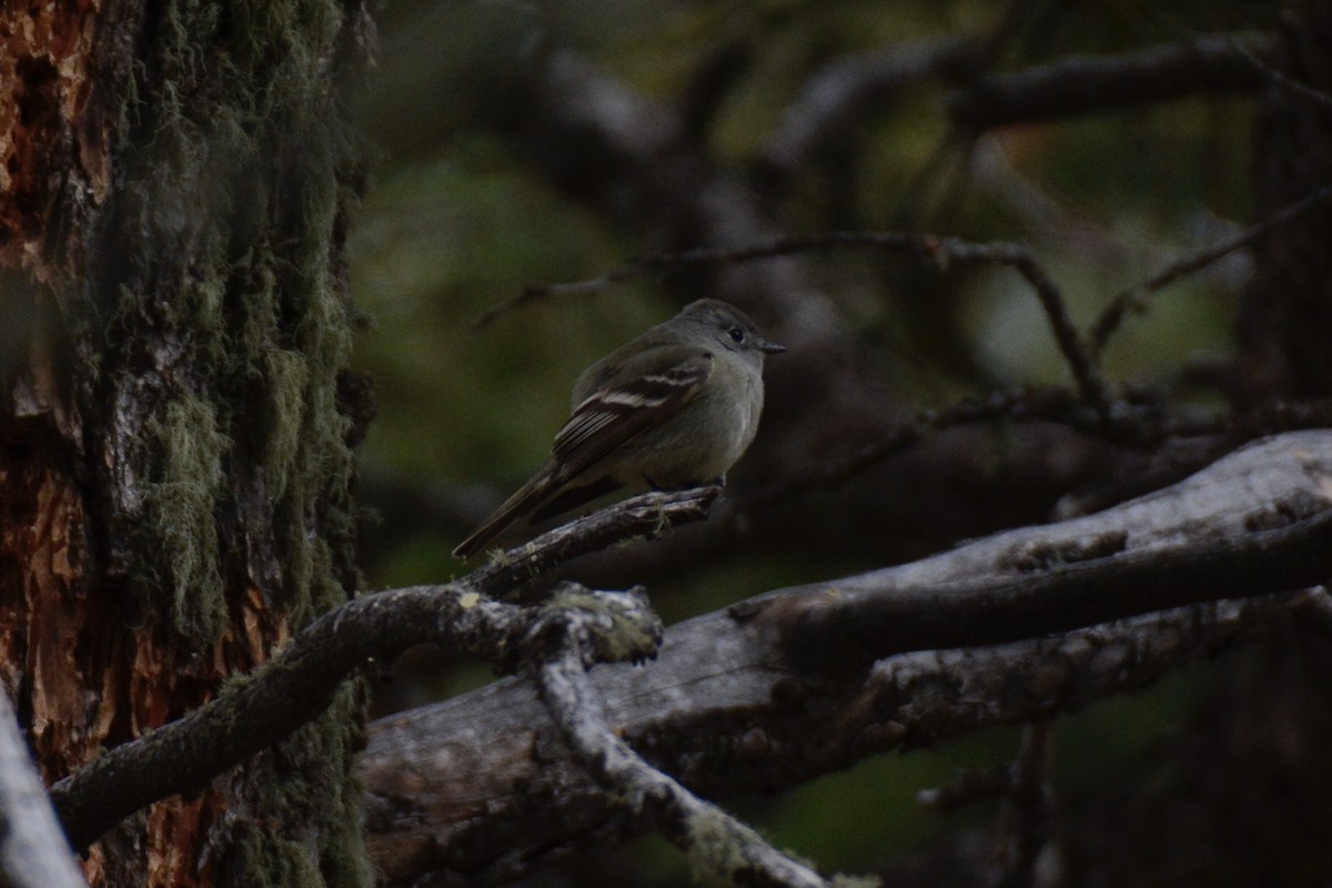 Hammond's Flycatcher - ML236181921