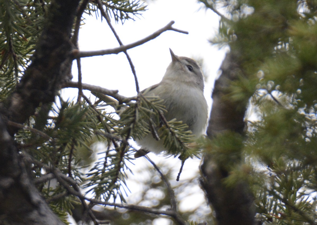 Warbling Vireo - ML236182131