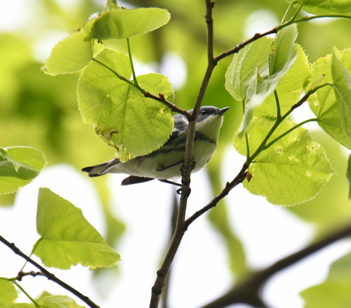 Cerulean Warbler - ML236187001