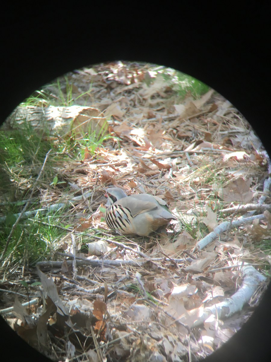 Chukar - Taylor Sinkiewicz