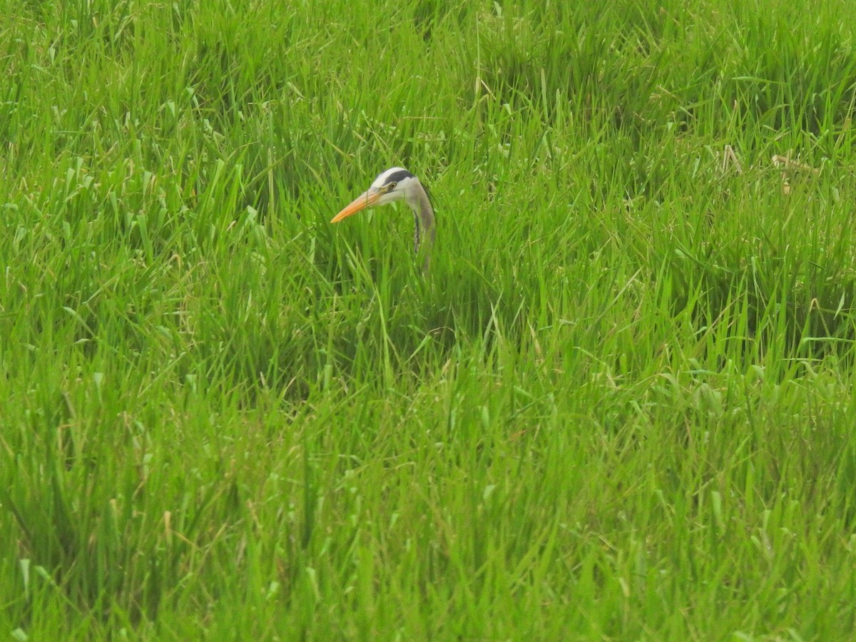 Great Blue Heron - ML236189951