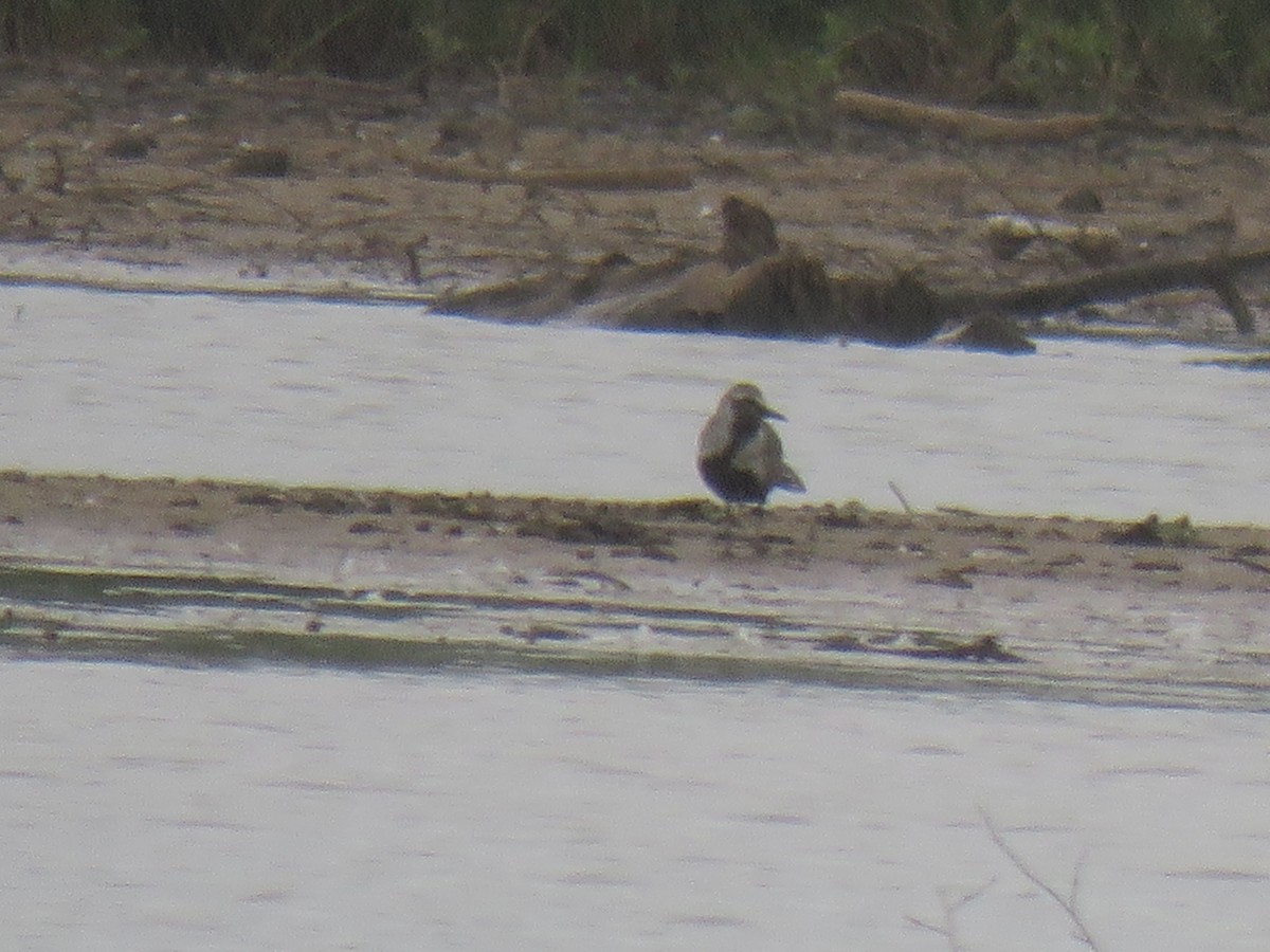 Black-bellied Plover - ML236189971