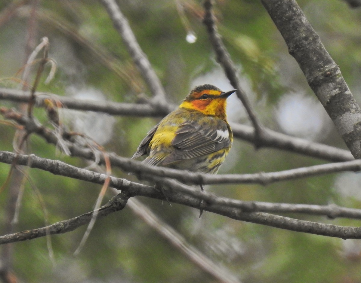 Cape May Warbler - ML236190001