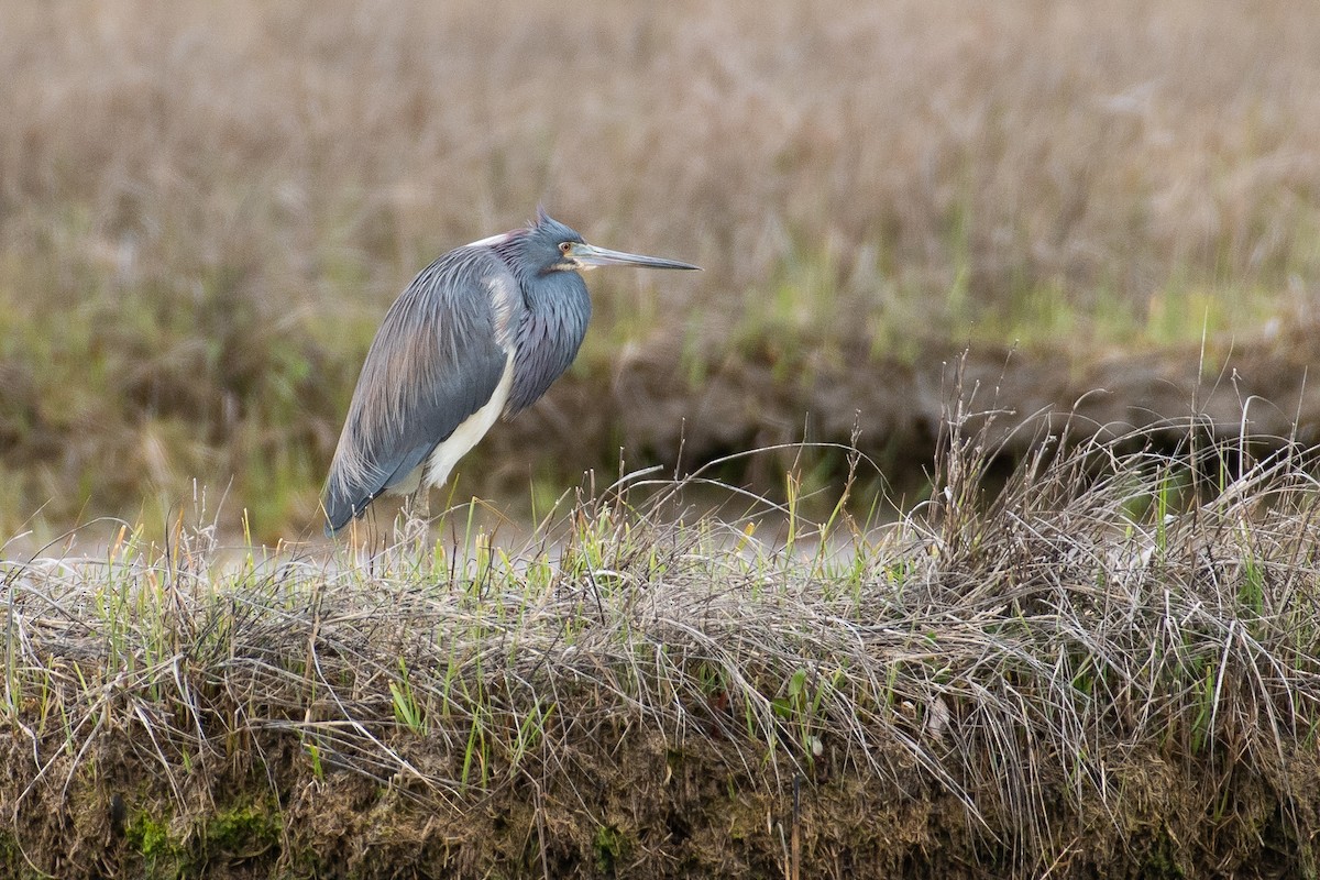 Tricolored Heron - ML236191341