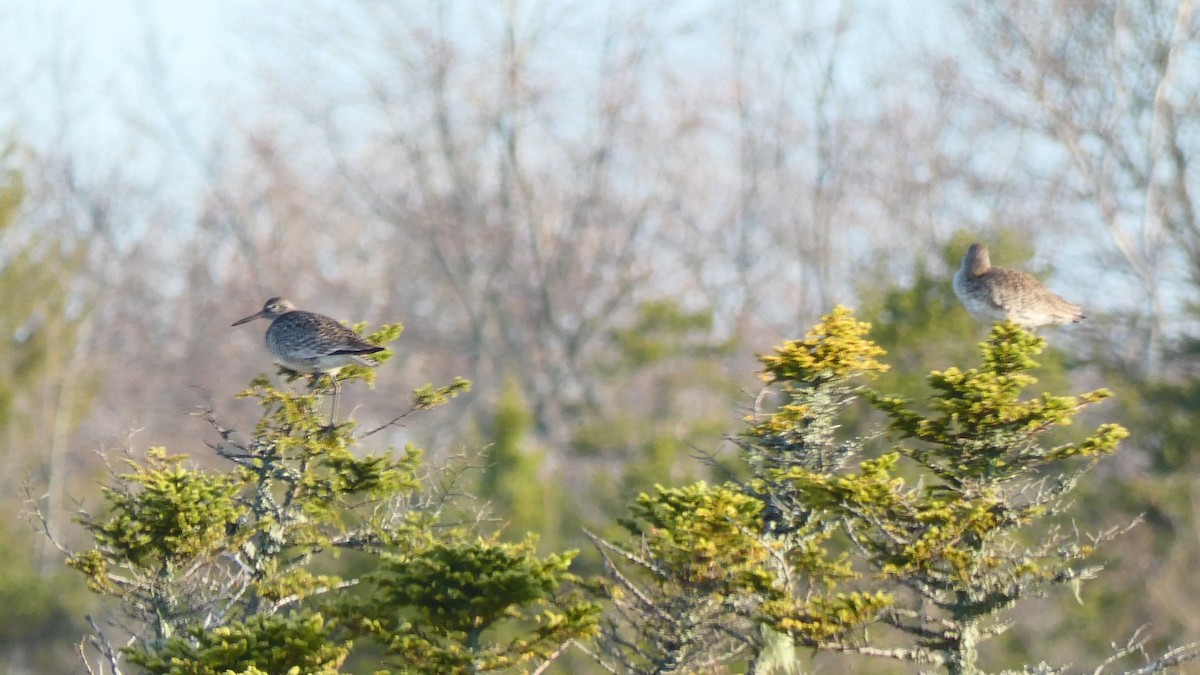 Willet - ML236191631